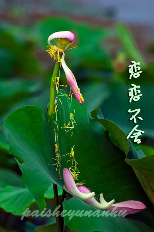 总有一些风景，让我们恋恋不舍