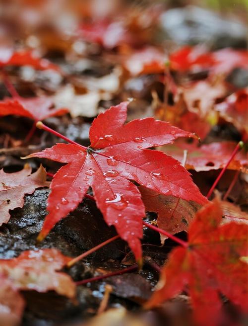 风雨秋叶间的哲思：一篇心情随笔美文赏析