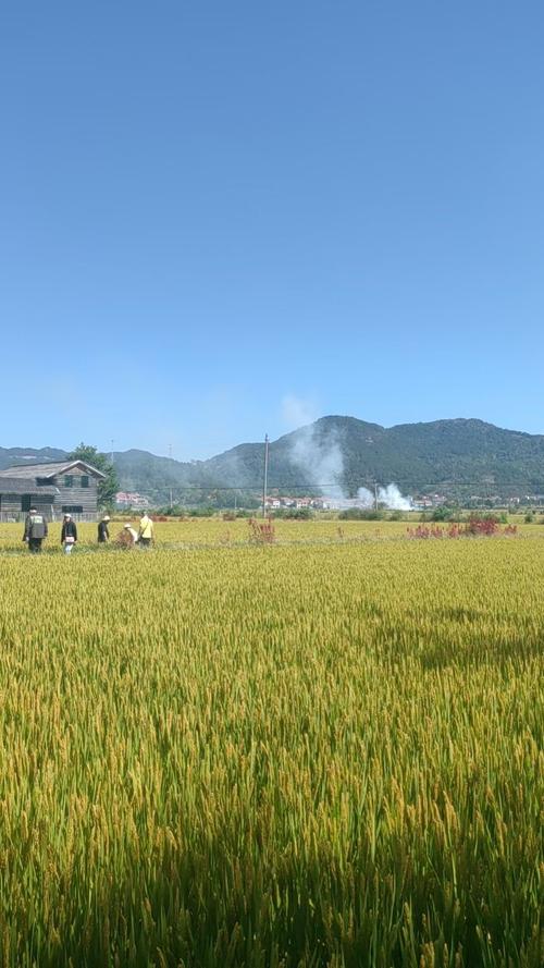 田埂上的秋光
